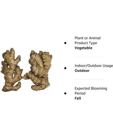 Grow Your Own Edible Ginger: 10 Live Rhizomes of Zingiber Officinale - Buy Online on GoSupps.com