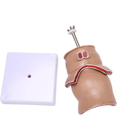 Anatomy Model: Human Rectal Hemorrhoid & Fistula Lesion Teaching Model - Buy Online on GoSupps.com
