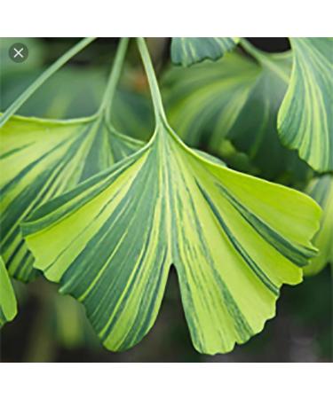 Menopause Tea with Red Clover - 42 Days of Herbal Relief for Menopause Menstrual Cramps & Night Sweats | Licorice & Ginkgo Leaf Blend - Buy Online on GoSupps.com