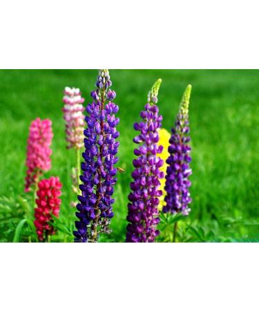 Sowing the Right Seeds: 2000 Heirloom Non-GMO Russell Lupine Seeds for Planting - Perfect for Gardening & International Shipping - Buy Online on GoSupps.com