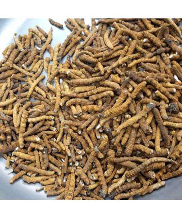 Akersunder Genuine Dried Cordyceps sinensis/winterworm summerherb Ophiocordyceps sinensis naqu cordyceps 1g. (Pure Fleshy Grass)