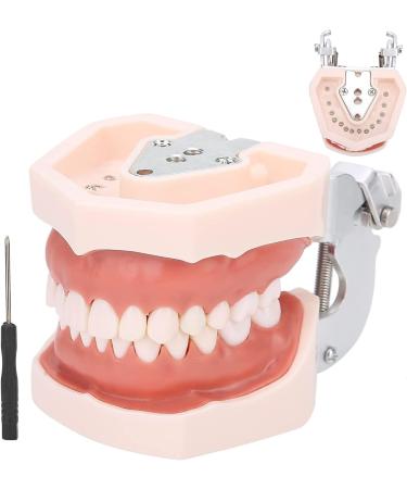 Typodontic Denture Model with Removable Teeth - Dental Anatomy Tool for Oral Practice & Preparation | 28 Tooth Simulation - Buy Online on GoSupps.com