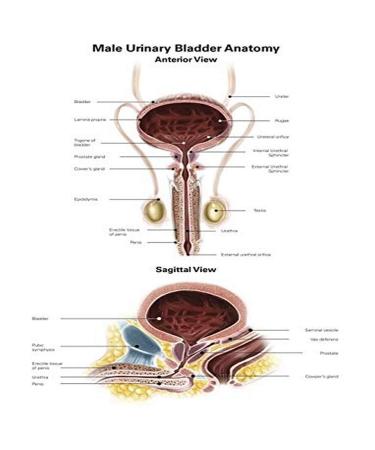 Anterior view and sagittal view of male urinary bladder Poster Print by Alan GesekStocktrek Images (24 x 32)