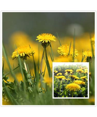 Dandelion seeds 12000+ GMO-free untreated herb plant collection for planting in the home garden