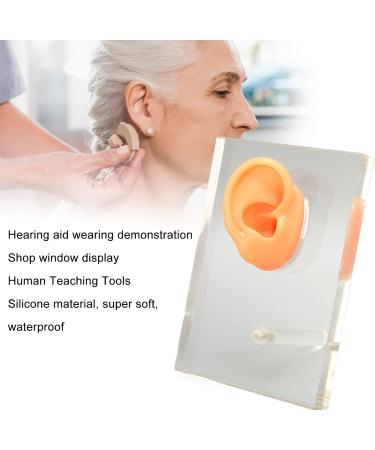 Silicone Right Ear Model with Fine Details - Ideal for ENT Hospitals - Buy Online on GoSupps.com