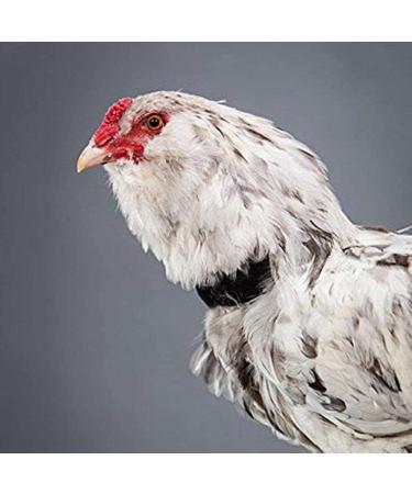 Shop Hahn Noisy-Free Adjustable Chicken Neck Straps | Velcro Fasteners to Keep Chickens Calm & Quiet - Buy Online on GoSupps.com