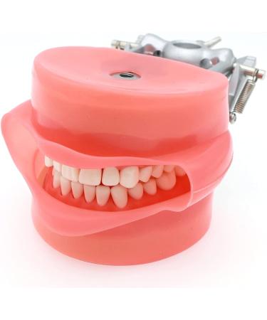 Samnuerly 28 Removable Teeth Dental Model - Ideal Teaching Tool for Dentists & Apprentices - Buy Online on GoSupps.com