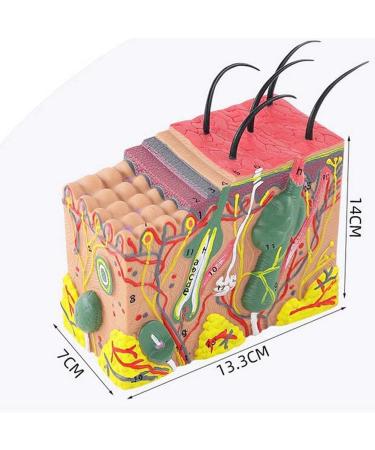 Anatomical Model of The Human Skin Tissue Structure with 35 Times Enlargement - Suitable for Research and Medical Training - Buy Online on GoSupps.com