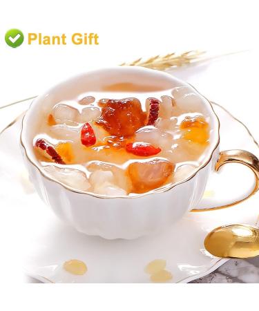 Plant Gift Natural Gleditsia Sinensis Saponin Honeylocust 200G/7.05oz Wild Sugar-Free Sulfur-Free Two-Sided Snow Swallow Gum Gleditsia Sinensi - Buy Online on GoSupps.com