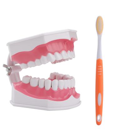 LVCHEN 2 Times Teeth Model with Toothbrush - Dental Large Teeth Model Kids Dental Teaching Study Brushing Tooth Model with Removable Lower Teeth for Students