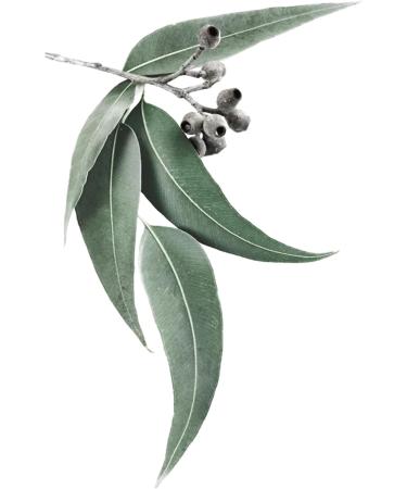Huile de massage rotique parfum e l'eucalyptus 100 ml - Buy Online on GoSupps.com