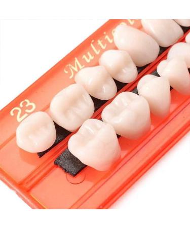 GDZTBS Resin False Teeth - 28pcs Synthetic Fake Teeth Model | Durable Temporary Dentures for International Shipping - Buy Online on GoSupps.com