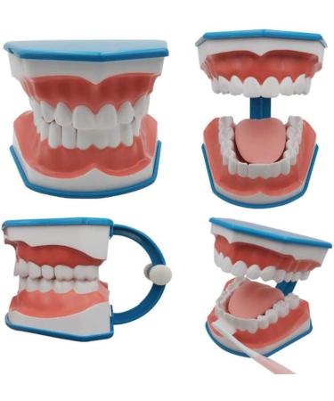 Dental Model Large Oral Brushing Template Six Times Standard Teeth Template Children's Model Dental Brushing Teaching Tooth Model Mold - Buy Online on GoSupps.com
