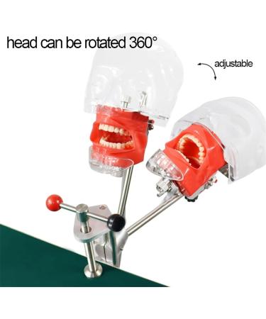 Dental Teaching Simulator with Removable Tooth Model and Rotatable Design Dental Phantom Head Model Dental Training Simulator Manikin for Teaching Practice Learning (Size : Clipped on The Table) - Buy Online on GoSupps.com