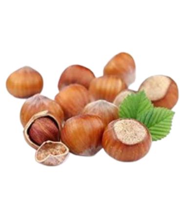 Turkish Hazelnuts in Shell - 1 kg High Quality Vegan Snack from Turkey | Natural & Untreated Hazelnuts in Bowl - Buy Online on GoSupps.com