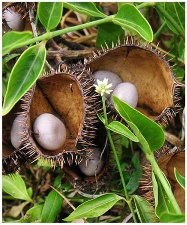 Nutranix eln Kalarchikai Powder 200g | Fever Nut | Kantkarej | Caesalpinia Bonducella (Pack of 2x100g) - Buy Online on GoSupps.com