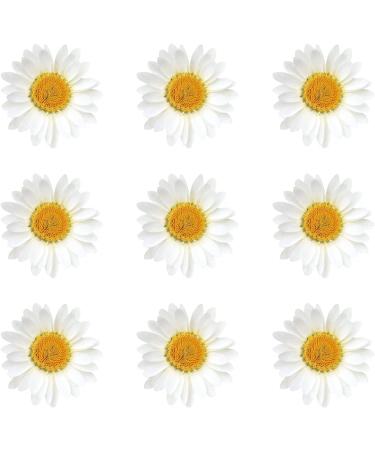 120 Real Dried Daisy Flowers - Natural DIY Petals for Scrapbooks & Art Decors (Primary Color) - Buy Online on GoSupps.com