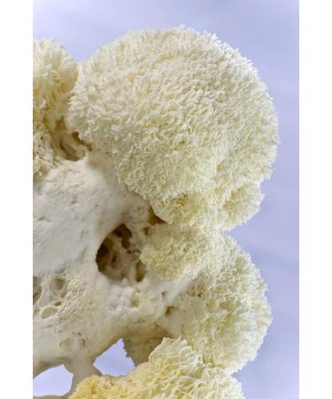 Hericium Powder | 500mg Superfood Mushroom Capsules | 100% Organic Vegan | 93 Capsules for Enhanced Health - Buy Online on GoSupps.com