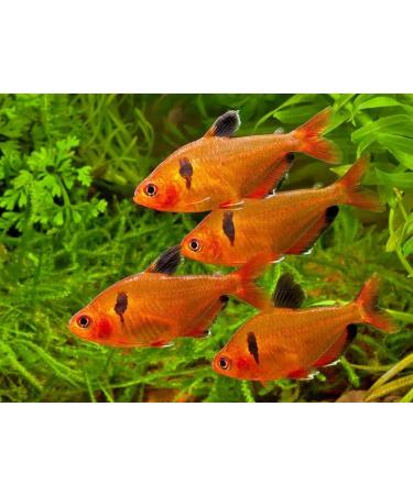 Aquatic Foods Inc. Guppy Micro Sinking Granules Spirulina and Color Enhancing Mix for Guppies Baby Cichlids Tetras All Live Bearers...WL 3-lbs 8oz Lg Jar 3.5 Pound (Pack of 1) - Buy Online on GoSupps.com