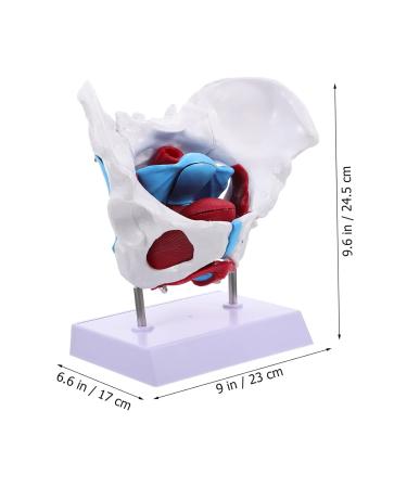 Buy GLEAVI Hip Bone Model - 1pc Pelvic Uterus Model | Animal PVC Lip Gloss Medical Pelvic Model for International Shipping - Buy Online on GoSupps.com