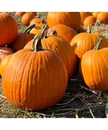 Pumpkin Seed Oil Organic Cold Pressed Unrefined Natural 2 Fl Oz - Buy Online on GoSupps.com