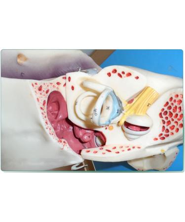 Human Medical Ear Anatomic Model of The Inner Ear of The Inner Ear of The Eardrum The Temporal Bone Ear Nose and Throat for Veterinary Anatomy Learning - Buy Online on GoSupps.com