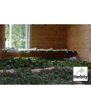 Black Cohosh Herbal Tincture Liquid Extract Hand Crafted Natural Medicine Remedies Herb Formula Drops Non-GMO Vegan Gluten Free No Fillers (Actaea/Cimicifuga racemosa) (100mL 3.4oz) 100 ml (Pack of 1) - Buy Online on GoSupps.com