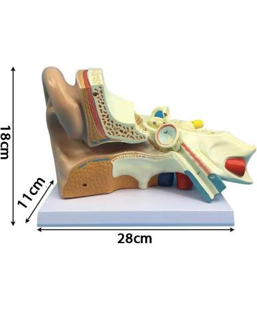 5X Enlargement Human Ear Anatomy Model - Ear Joint Simulation Model Professional PVC Outer Middle Inner Ear Model with Base for Medical Demonstration A - Buy Online on GoSupps.com