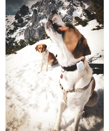 Buy RAW NATURE DISCH COMPARITION PUR 7-Piece 100% Natural Dog Snack - Hypoallergenic Grain-Free Air-Dried Ostrich Meat - Premium Quality 170g Pack - Buy Online on GoSupps.com