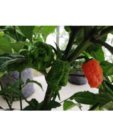 Trinidad 7 Pod Primo Capsicum chinense 10 Seeds Organic Very Rare