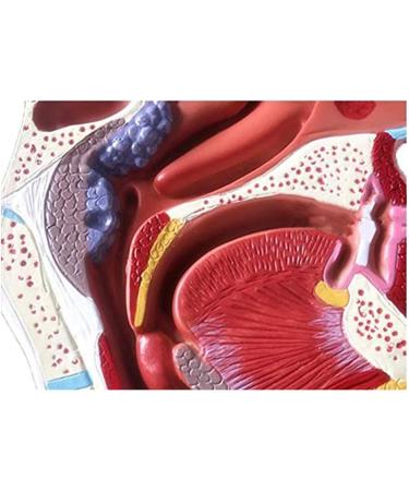 Nasal Cavity Throat Anatomical Model Pathological Nasal Pharyngeal Oropharyngeal Longitudinal Section Model - Buy Online on GoSupps.com