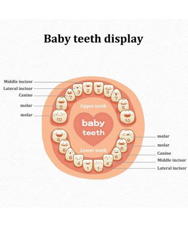 Keyohome Baby Teeth Keepsake Box with Photo Frame - Wooden Organizer for Boys and Girls | Memory Gift with Tweezers & Screwdriver - Buy Online on GoSupps.com
