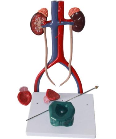 Scientific Anatomy Model of Male Urinary System | Urinary System Model is 14.5 Inches Tall | Features Kidneys with Adrenal Glands Ureters and Bladder | 19-Digit Indicator - Buy Online on GoSupps.com