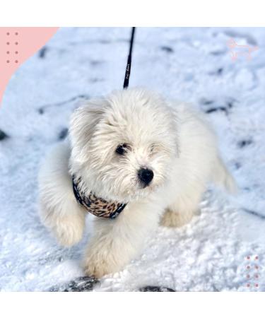 Zopseet Dog Leash Slip Nylon Dog Rope Leash & Collar Dog Choke Collar Handmade of Strong Cord for Small Medium Dogs Puppies - Buy Online on GoSupps.com