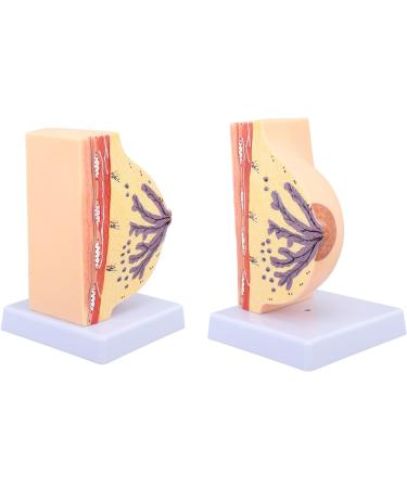 Model of the Female Breast Model for Education Human Female Anatomical Chest Model PVC Quiescent Chest Anatomy Model for Display Medicine Teaching - Buy Online on GoSupps.com
