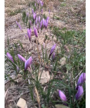 Armu Italian Saffron in Threads 1g Certified First Class Handpicked Pure Pistils for Paella Milanese Risotto Tea and Fine Cuisine - Buy Online on GoSupps.com