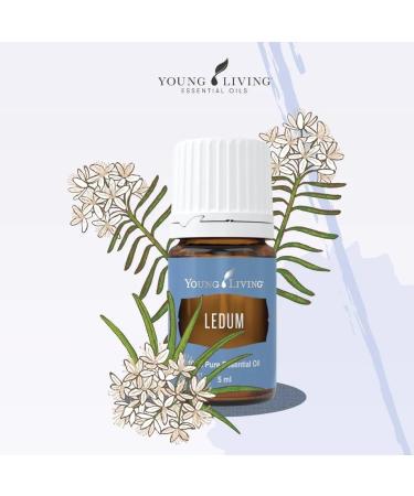 Young Living Ledum Essential Oil - 5ml | Natural Meditation & Yoga Diffuser Scent | Spiritual Cleansing & Harmonizing Aroma for Prayer & Massage - Buy Online on GoSupps.com
