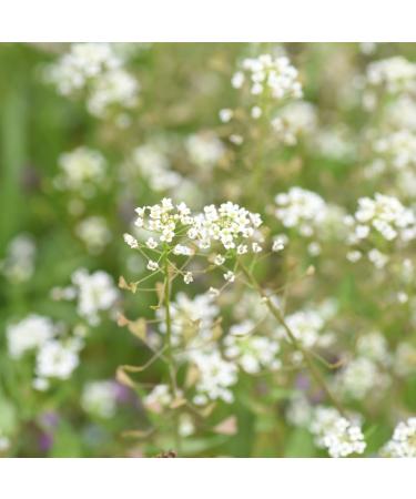 Alpi Investment OOD ORGANIC shepherds purse herb dried 250g shepherds purse herb organically cut shepherds purse herb from the wild collection shepherds purse herb 100 natural shepherds purse herb tea - Buy Online on GoSupps.com