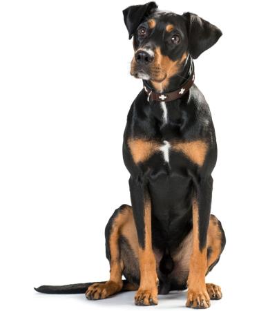 HUNTER SWISS Leather Dog Collar - High Quality Brown/Black Size 55 (M) - Swiss Cross Design - International Shipping Available - Buy Online on GoSupps.com