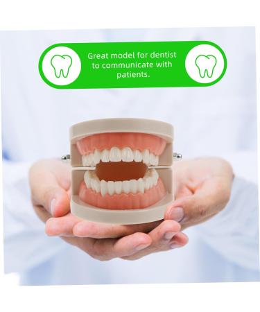 Mobestech Dentist Tooth Model Typodont for Kids | Educational Health Care & Tooth Brushing Recognition Toys | Preschool Teaching Materials - Buy Online on GoSupps.com