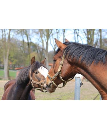 Lucor Root Brush Horse - Long Soft Bristle Mane Comb | Premium Horse Accessories for Shine & Dirt Removal - Buy Online on GoSupps.com