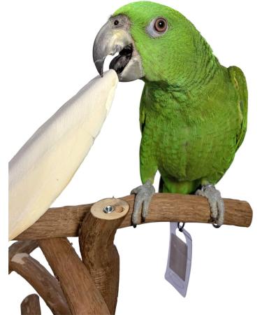 Cuttlebone for Cockatiels, Parakeets, Budgies, and More - 1-Pack 7.5-8 - Buy Online on GoSupps.com