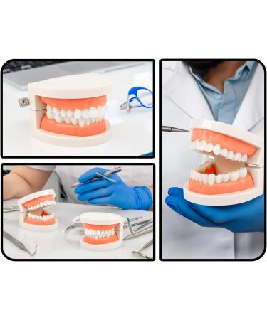KAPSING Denture Model - Standard Dentist Toy for Teaching Kids How to Brush Teeth | Educational Tooth Model - Buy Online on GoSupps.com