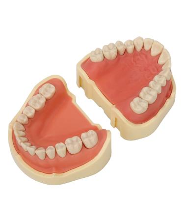 Verdant Touch dentist teaching model dentist model 28 teeth screw attachment soft gum simulation alignment teaching demonstration dentist model