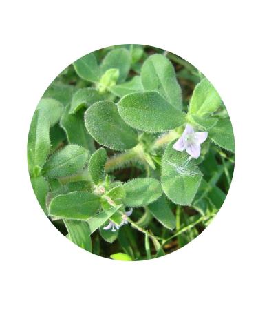 CROW CROW Valli Organics Nathai Soori 100 g