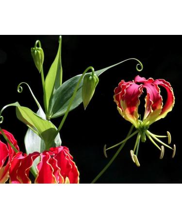 Potseed 1000 Semi Gloriosa Superb