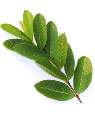 Fresh Organic Guva Leaves | Approx 20G Jumbo | Guva Leaf For Medical | Use Diabetes & Skin Care| Indian Origin|Next Day Shipping By Seelans - Buy Online on GoSupps.com