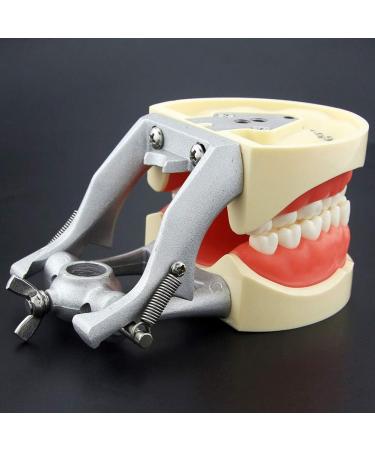 Lmeili Dental Typodont Joint Model - Removable Teeth Anatomy Teaching Tool for Dental Study - Buy Online on GoSupps.com