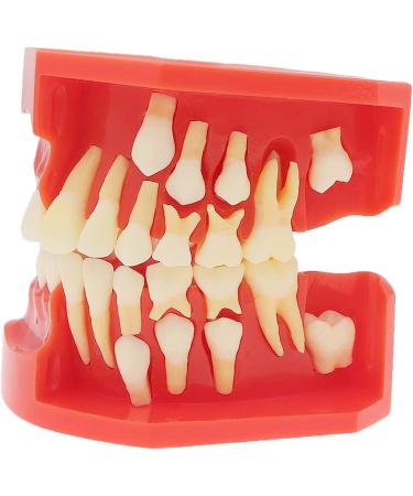 Lmeil Silicone Tooth Development Model for Children | Milk Teeth & Deformality Education Tool - Buy Online on GoSupps.com