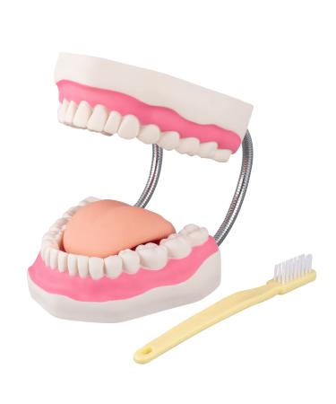 LVCHEN Mouth Model for Speech Therapy - 6 Times Dental Hygiene Teeth Models Dental Model with Movable Tongue and Denture Toothbrush 6 Times Teeth Model
